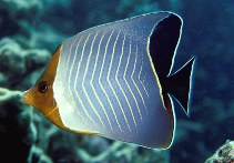 Image of Chaetodon larvatus (Hooded butterflyfish)