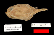 Image of Chaunax latipunctatus 