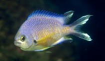 Image of Chromis limbata (Azores chromis)