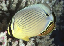 Image of Chaetodon lunulatus (Oval butterflyfish)
