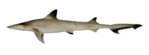 Image of Chaenogaleus macrostoma (Hooktooth shark)