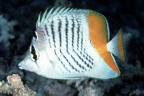 Image of Chaetodon madagaskariensis (Seychelles butterflyfish)