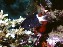 Image of Pycnochromis margaritifer (Bicolor chromis)