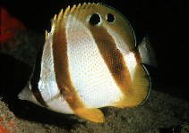 Image of Chaetodon marleyi (Doublesash butterflyfish)