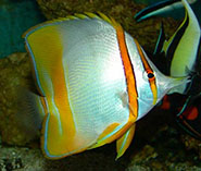 Image of Chelmon marginalis (Margined coralfish)