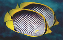 Image of Chaetodon melannotus (Blackback butterflyfish)