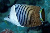 Image of Chaetodon mesoleucos (White-face butterflyfish)