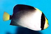 Image of Chaetodontoplus mesoleucus (Vermiculated angelfish)