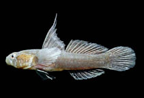 Image of Chriolepis minutilla (Rubble goby)