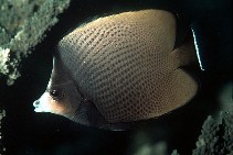 Image of Chaetodon nigropunctatus (Black-spotted butterflyfish)
