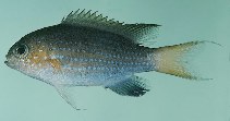 Image of Pycnochromis nigrurus (Blacktail chromis)