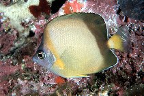 Image of Chaetodon nippon (Japanese butterflyfish)