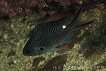 Image of Chromis notata (Pearl-spot chromis)