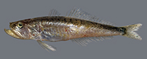 Image of Champsodon nudivittis 