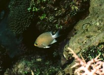Image of Pycnochromis ovatiformis (Ovate chromis)