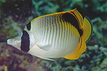 Image of Chaetodon oxycephalus (Spot-nape butterflyfish)