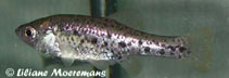 Image of Chapalichthys pardalis (Polka-dot splitfin)