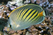 Image of Chaetodon pelewensis (Sunset butterflyfish)
