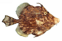 Image of Chaetodermis penicilligerus (Prickly leatherjacket)