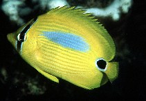 Image of Chaetodon plebeius (Blueblotch butterflyfish)