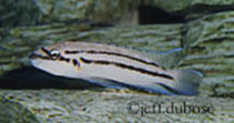 Image of Chalinochromis popelini 