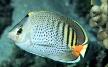 Image of Chaetodon punctatofasciatus (Spotband butterflyfish)