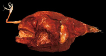 Image of Chaenophryne quasiramifera 