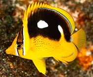 Image of Chaetodon quadrimaculatus (Fourspot butterflyfish)