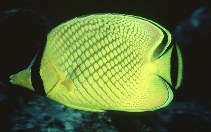 Image of Chaetodon rafflesii (Latticed butterflyfish)