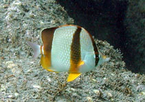 Image of Chaetodon robustus (Three-banded butterflyfish)