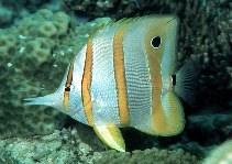 Image of Chelmon rostratus (Copperband butterflyfish)
