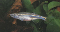 Image of Chelaethiops rukwaensis (Lake Rukwa sardine)
