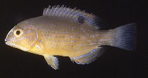 Image of Choerodon schoenleinii (Blackspot tuskfish)