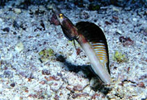 Image of Chaenopsis schmitti (Yellow-mouth pikeblenny)