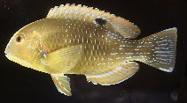 Image of Choerodon schoenleinii (Blackspot tuskfish)