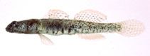 Image of Gymnogobius scrobiculatus 