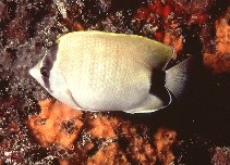 Image of Chaetodon sedentarius (Reef butterflyfish)