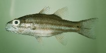 Image of Cheilodipterus singapurensis (Truncate cardinalfish)