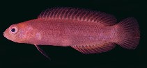 Image of Chlidichthys smithae 