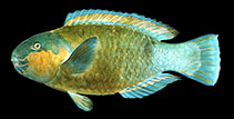 Image of Chlorurus sordidus (Daisy parrotfish)