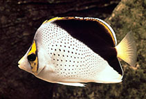 Image of Chaetodon tinkeri (Hawaiian butterflyfish)