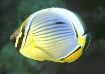 Image of Chaetodon trifasciatus (Melon butterflyfish)