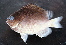 Image of Chromis vanbebberae (Whitetail reeffish)