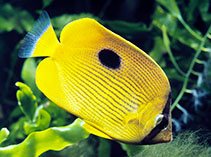 Image of Chaetodon zanzibarensis (Zanzibar butterflyfish)