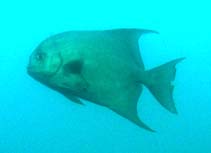 Image of Chaetodipterus zonatus (Pacific spadefish)