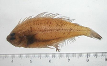 Image of Citharichthys arctifrons (Gulf Stream flounder)