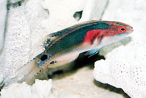 Image of Cirrhilabrus exquisitus (Exquisite wrasse)