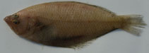 Image of Citharus linguatula (Spotted flounder)