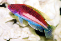 Image of Cirrhilabrus luteovittatus (Yellowband wrasse)