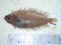 Image of Citharoides macrolepidotus (Branched ray flounder)